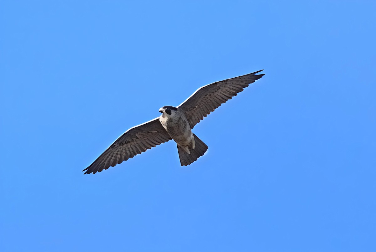 vandrefalk - ML647613418