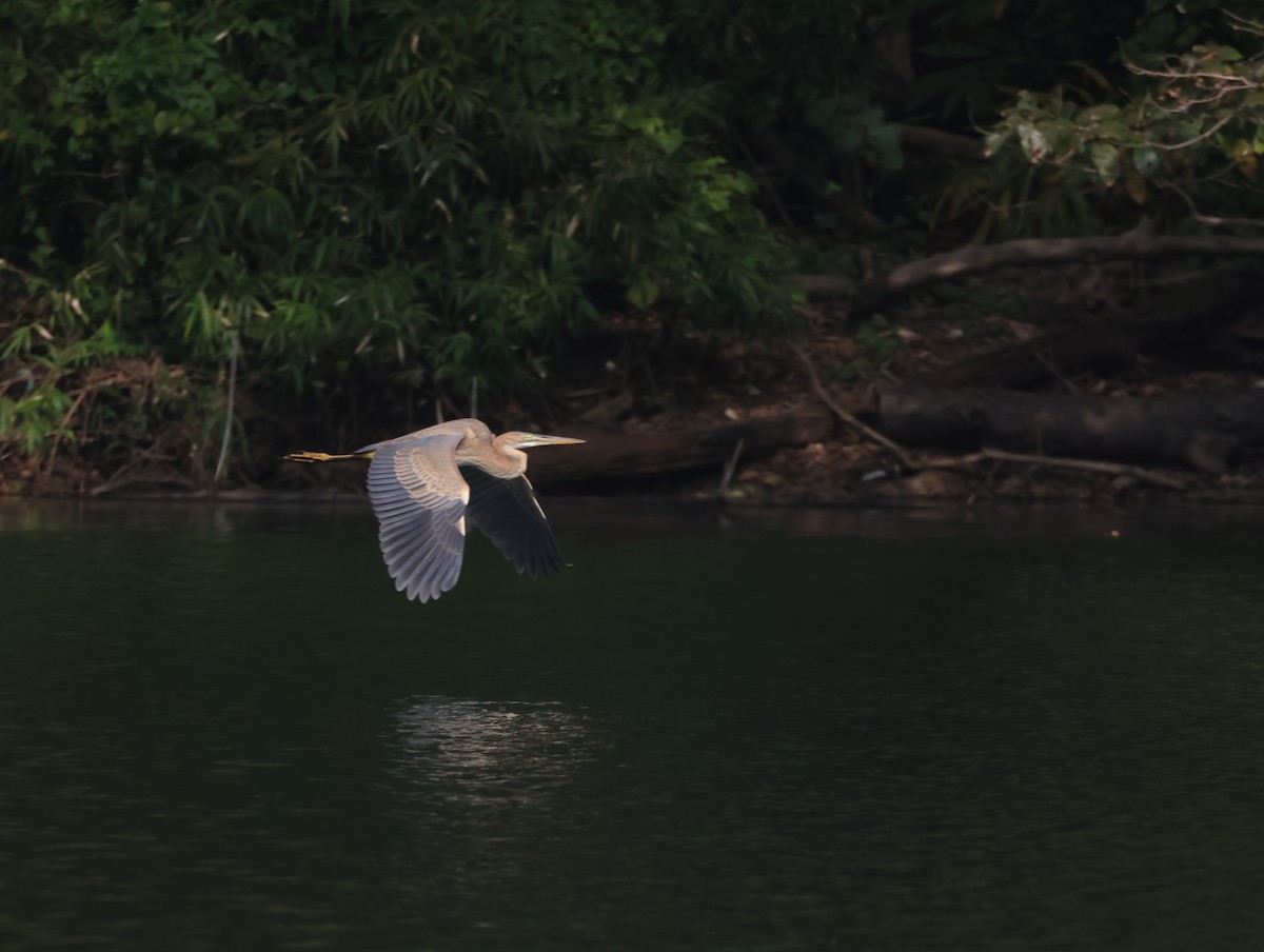 Purple Heron - ML647613432