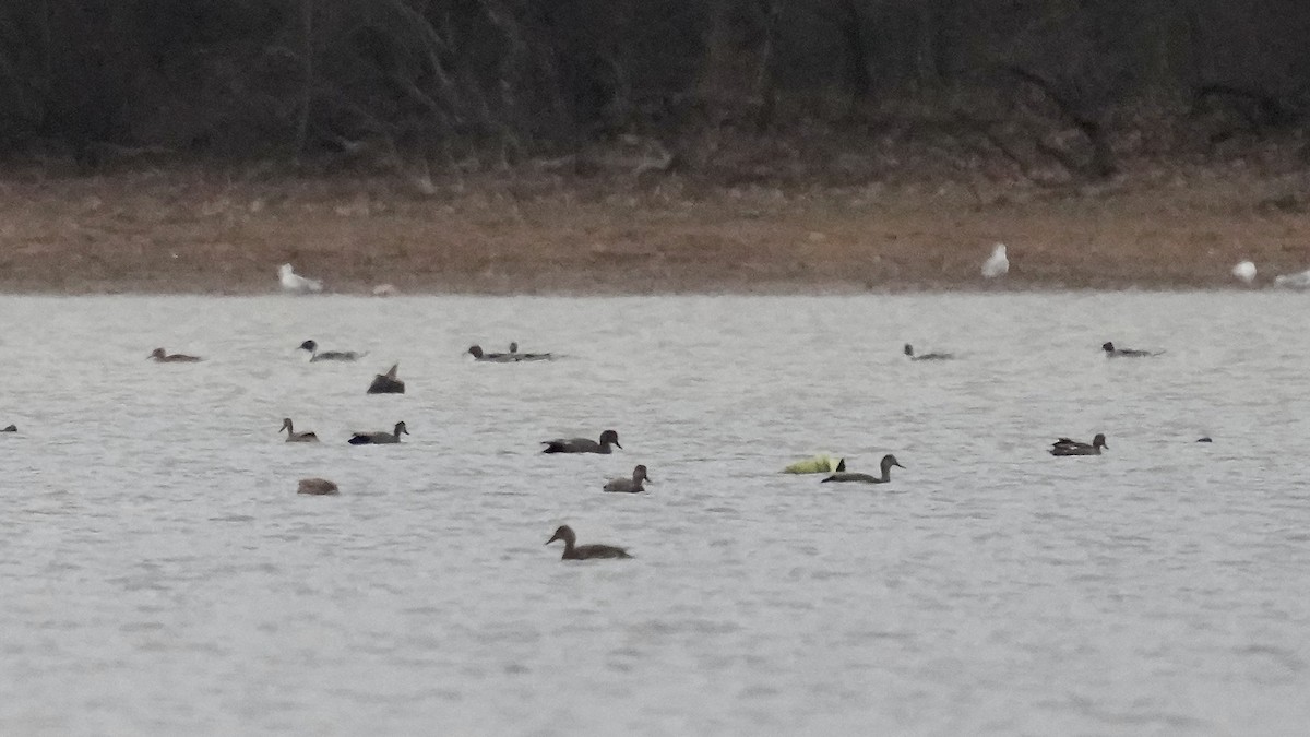 赤膀鴨 - ML647613434