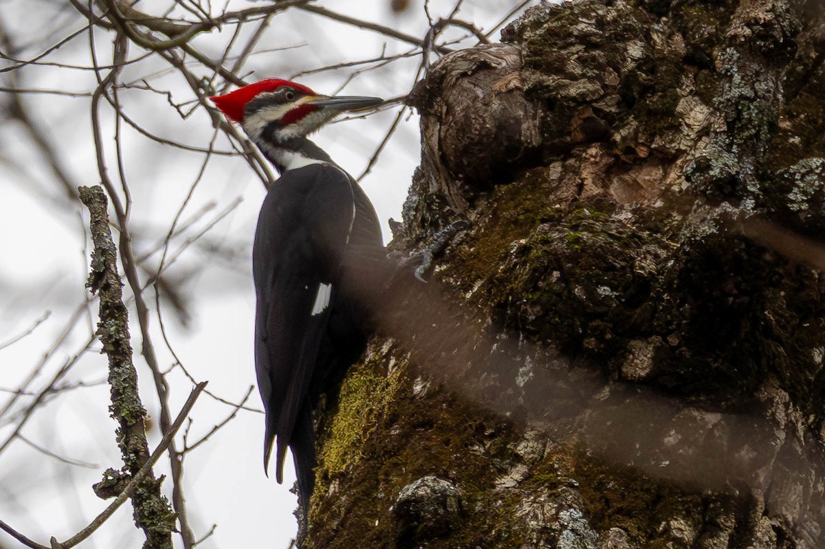 Pileated Woodpecker - ML647613436