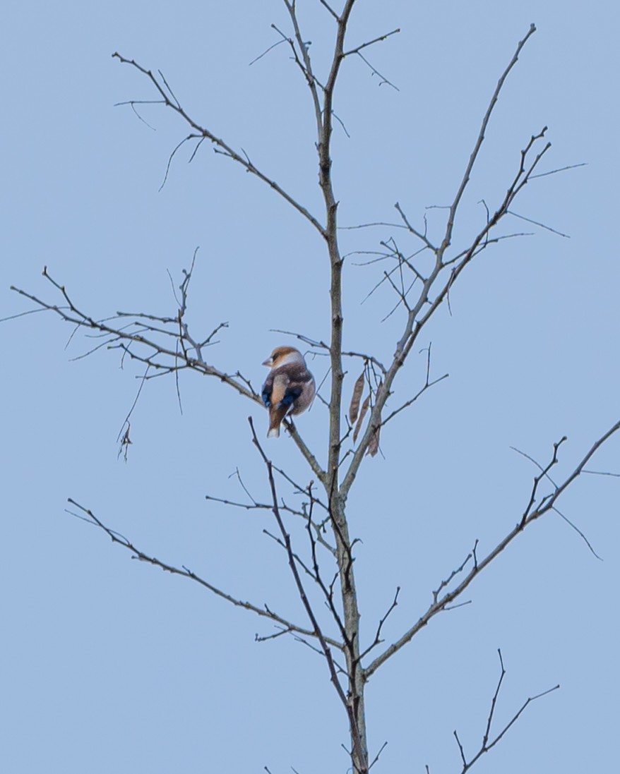 Hawfinch - ML647613437