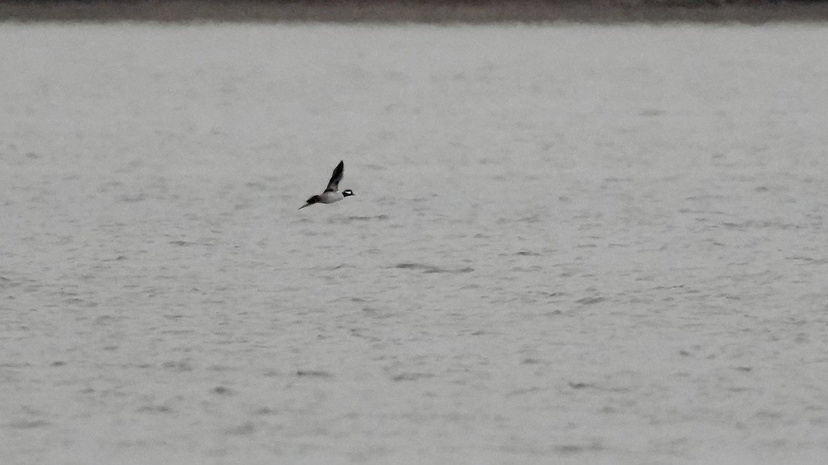 Common Goldeneye - ML647613438