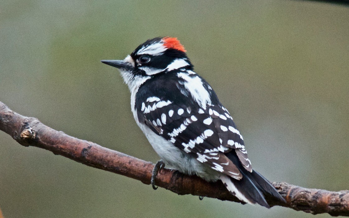 Downy Woodpecker - ML647613439