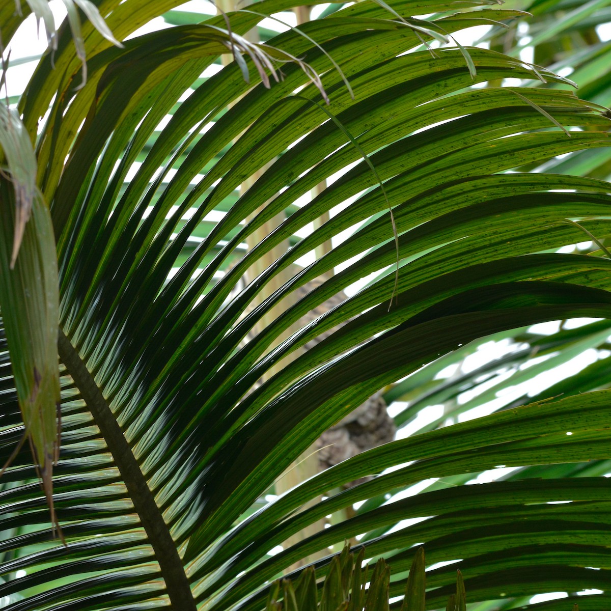 Striped Owl - ML647613440