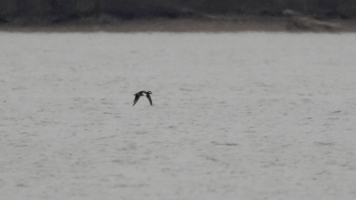 Common Goldeneye - ML647613441