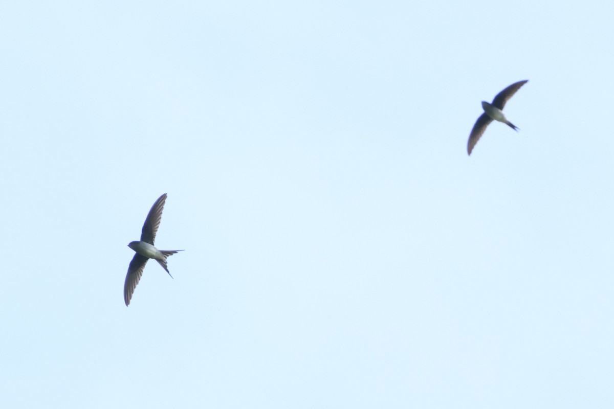 Gray-rumped Treeswift - ML647613442