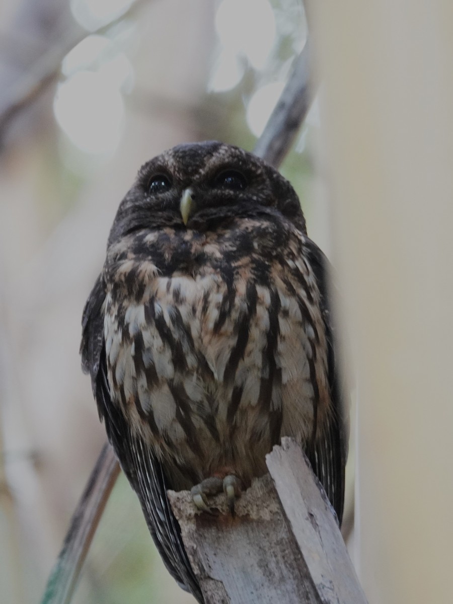 Mottled Owl - ML647613443