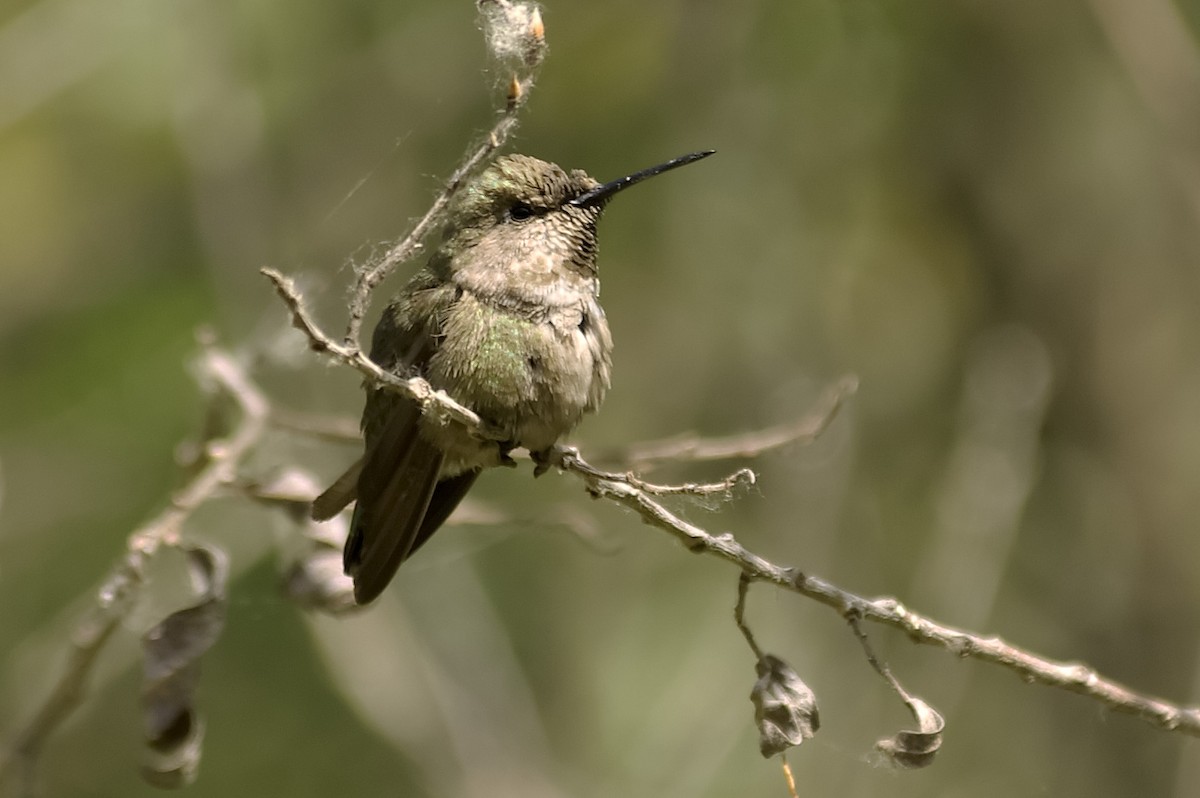 Anna's Hummingbird - ML647613444