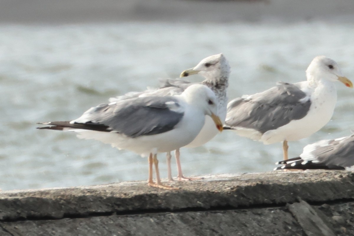 Vega Gull - ML647613445