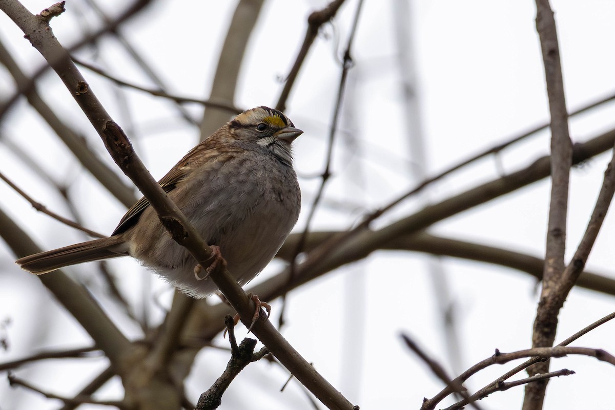 White-throated Sparrow - ML647613446