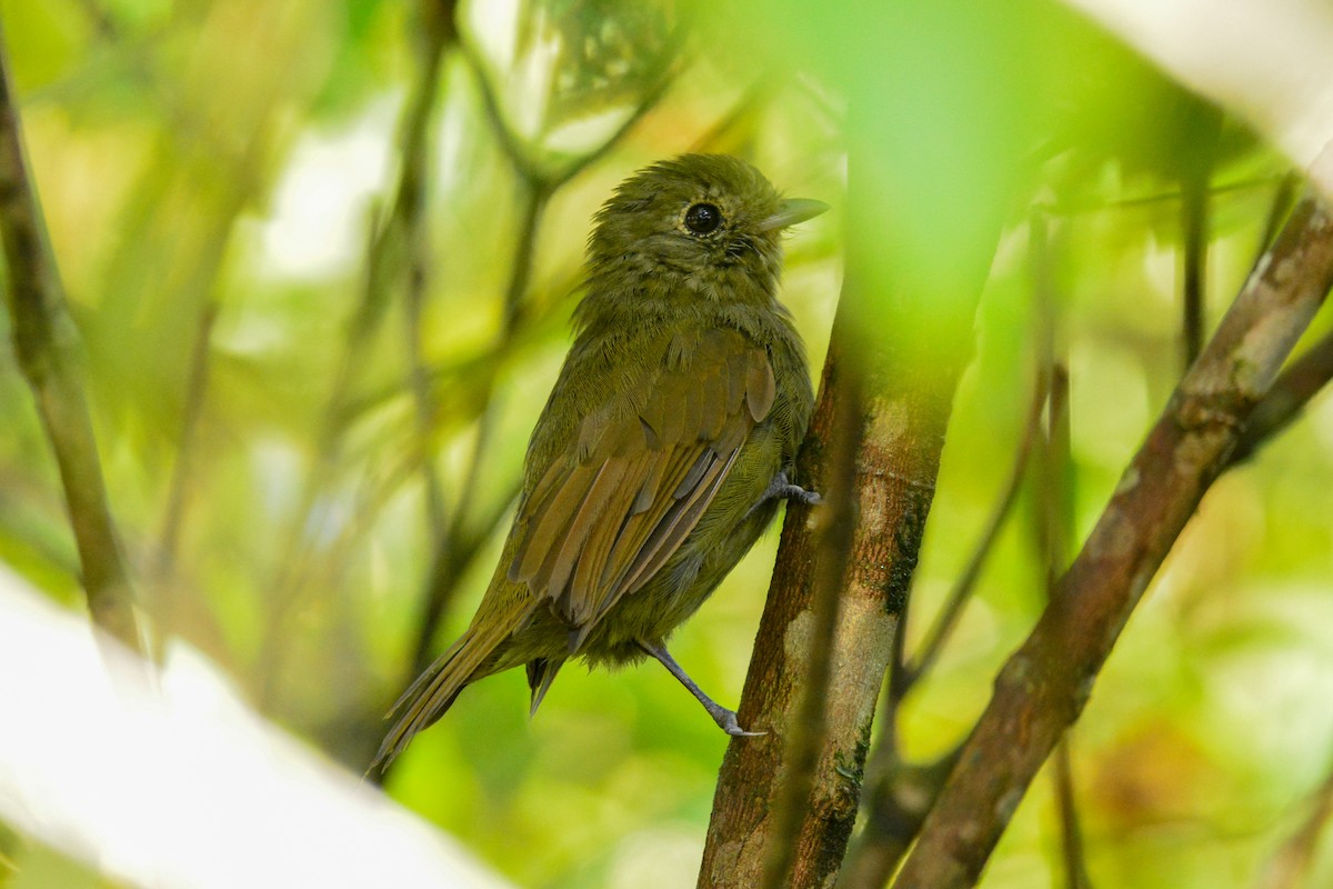 Greenish Schiffornis - ML647613447