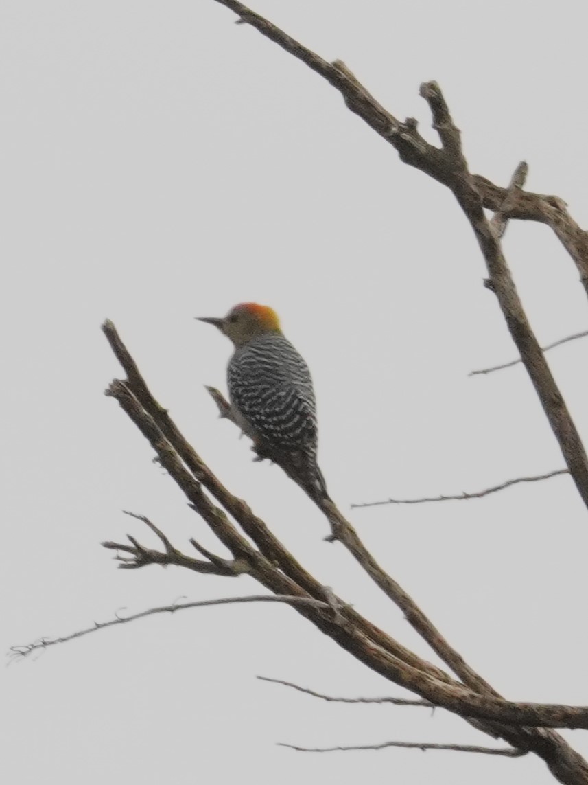 Hoffmann's Woodpecker - ML647613448