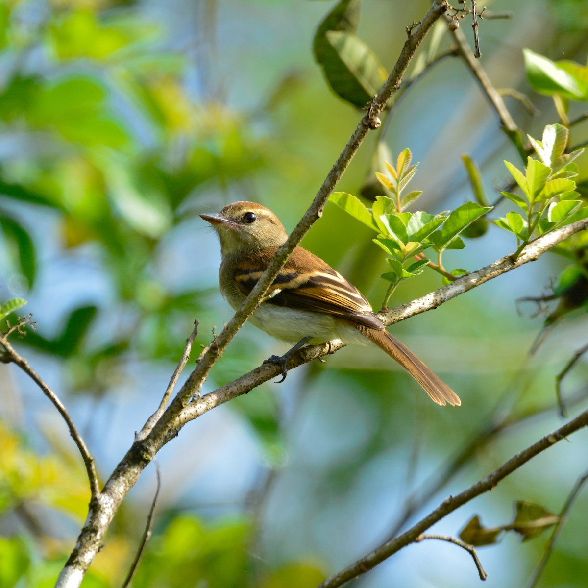 Bran-colored Flycatcher - ML647613449