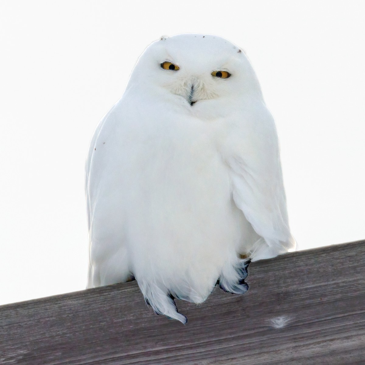 Snowy Owl - ML647613451