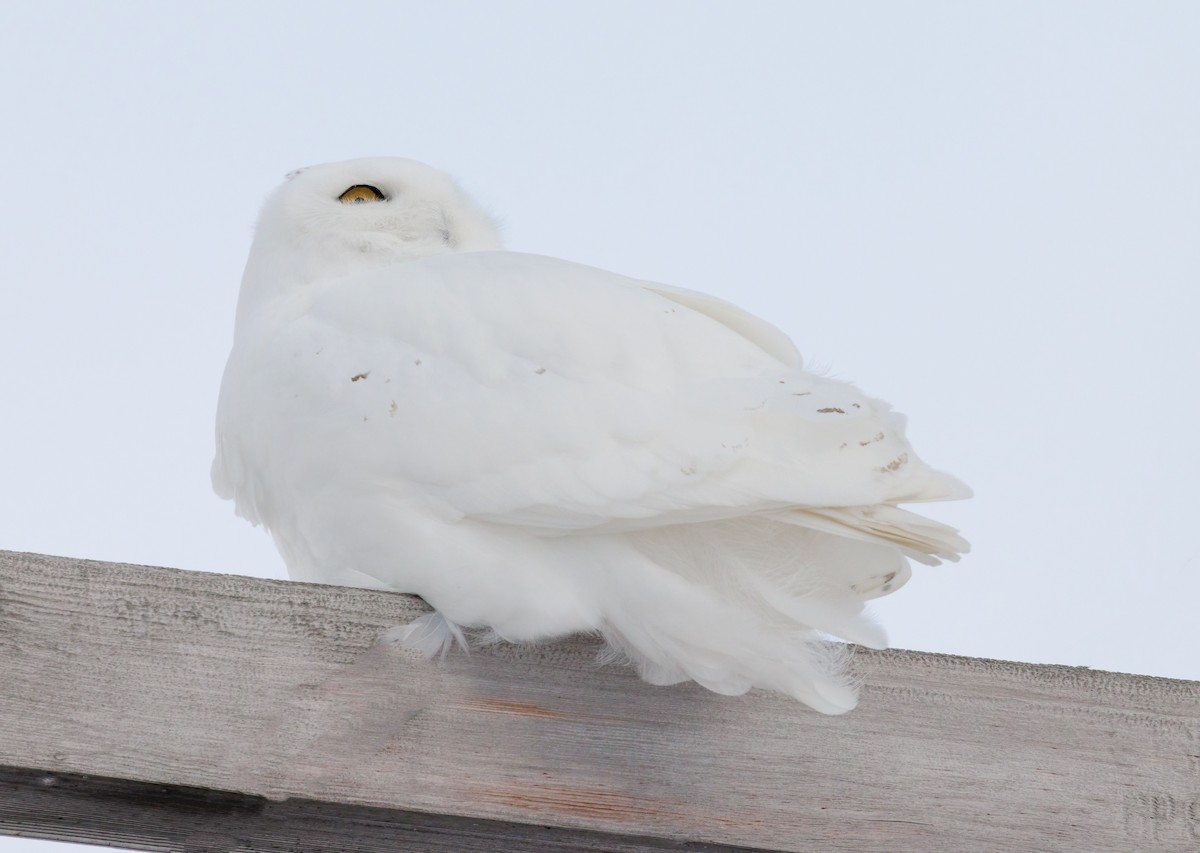 Snowy Owl - ML647613452