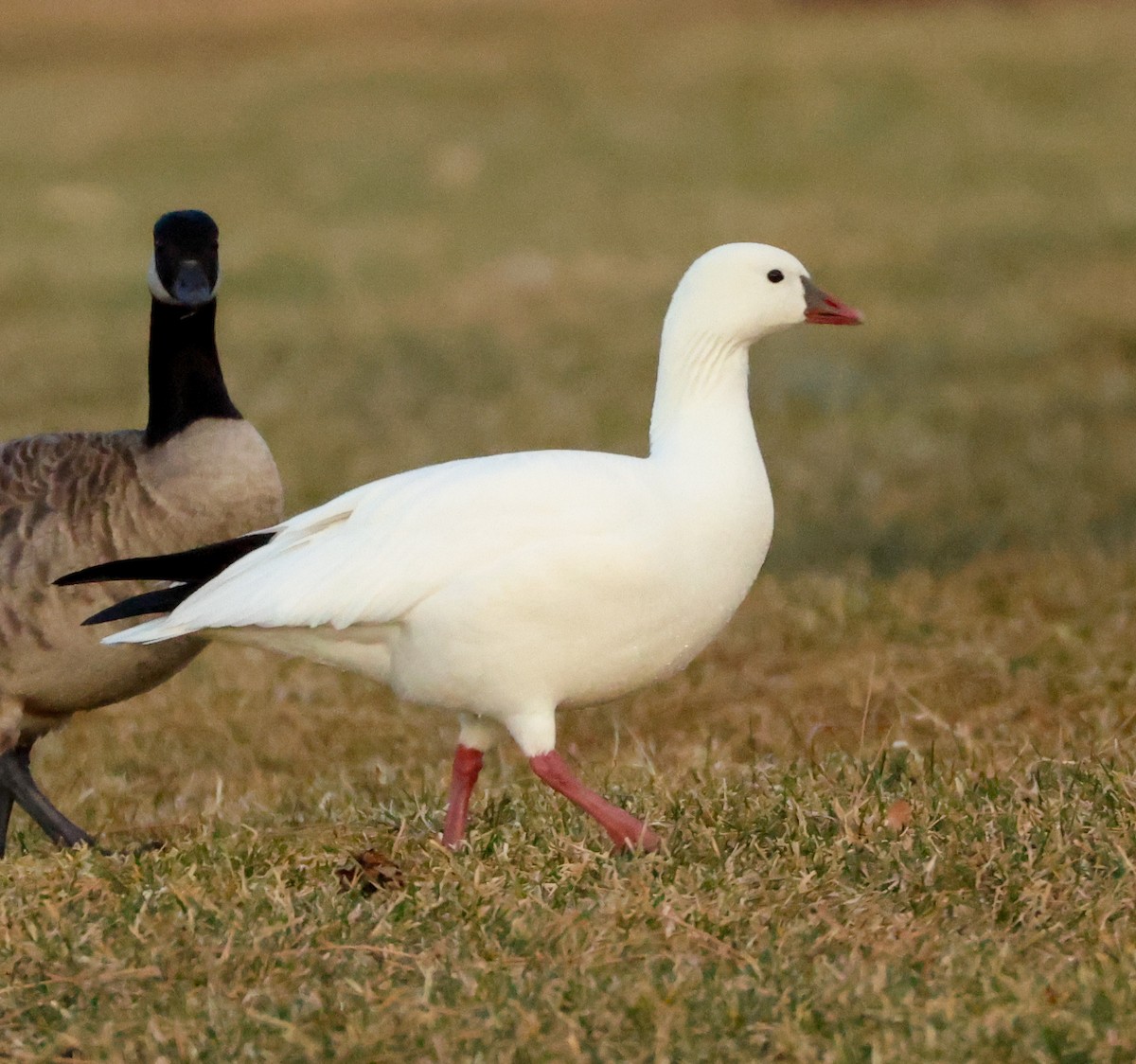 Ross's Goose - ML647613453