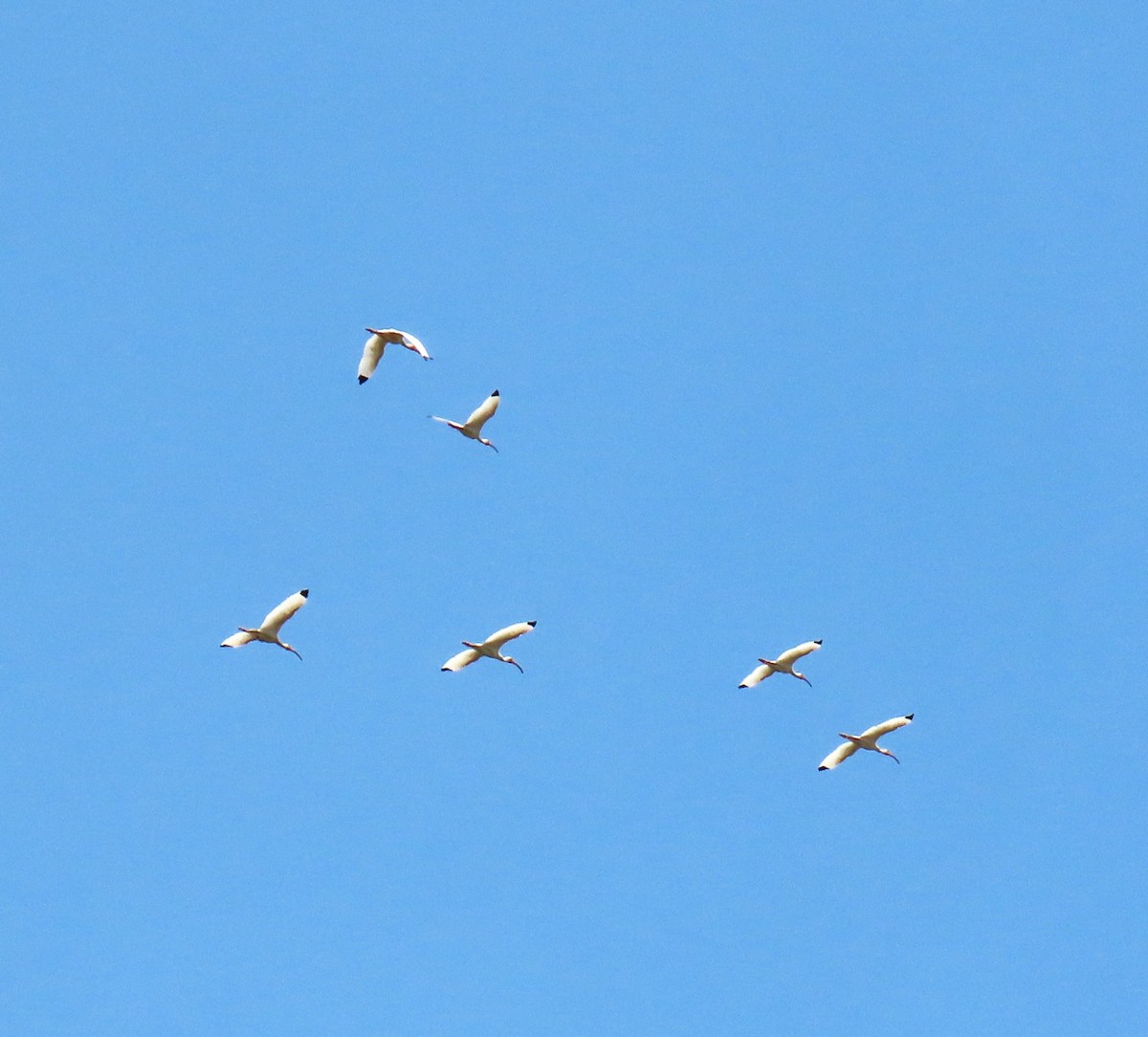 White Ibis - ML647613454