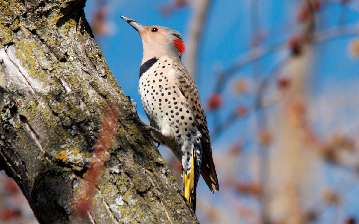 Northern Flicker (Yellow-shafted) - ML647613457