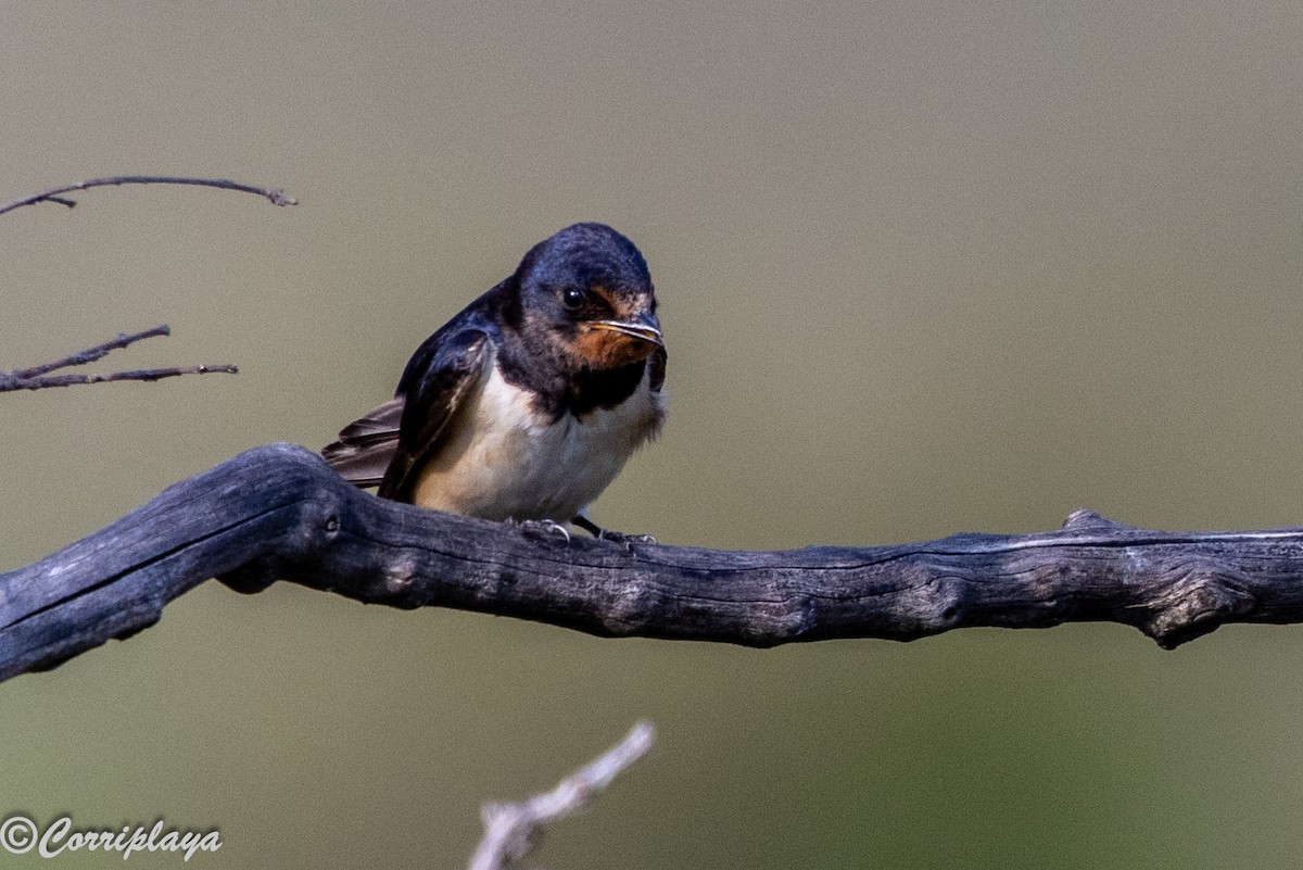 Barn Swallow - ML647613458