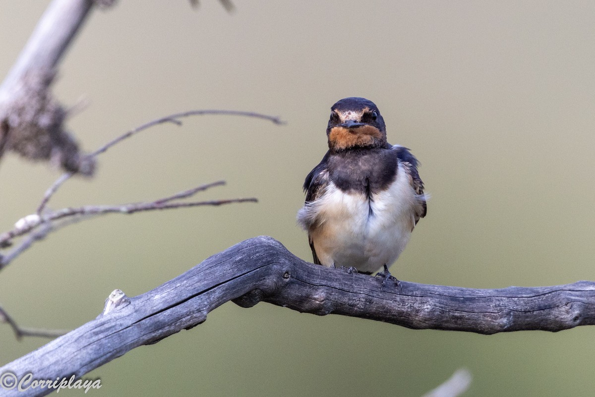 Barn Swallow - ML647613459