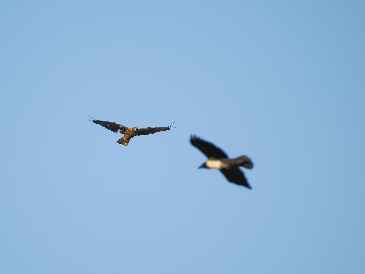 Booted Eagle - ML647613461