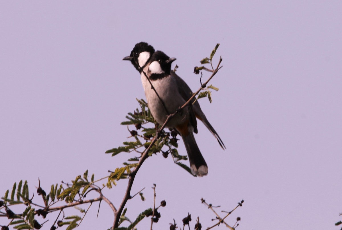 White-eared Bulbul - ML647613465