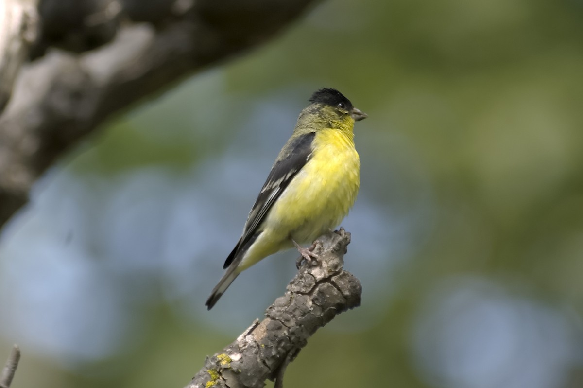 Чиж малий - ML647613468