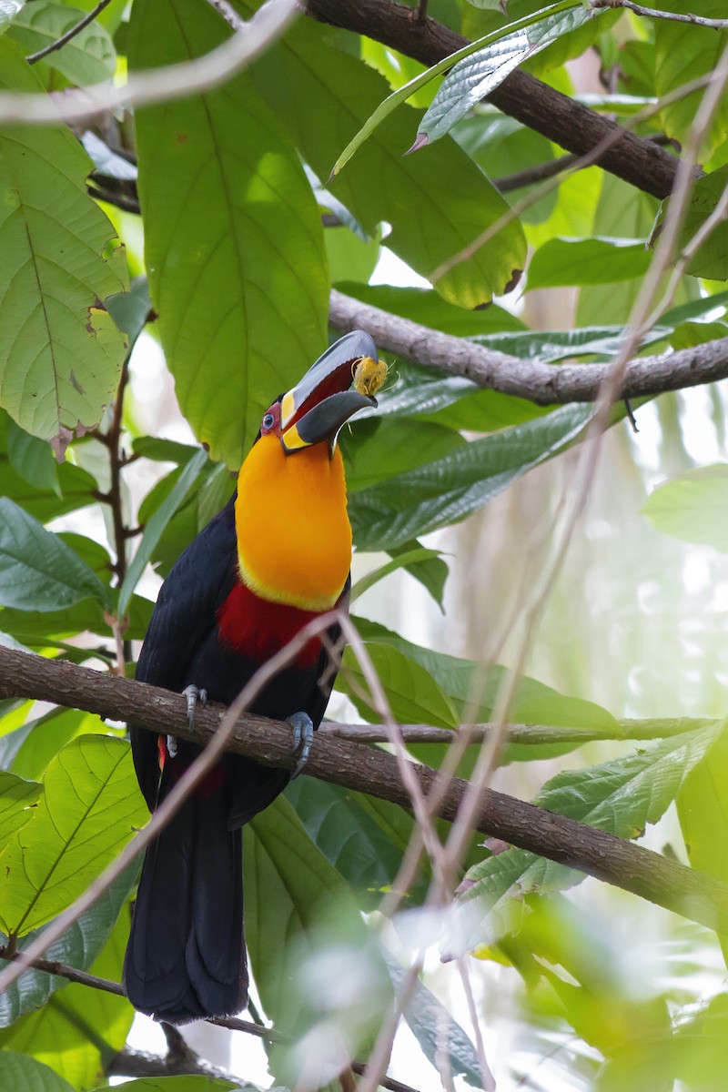 Channel-billed Toucan - ML647613474