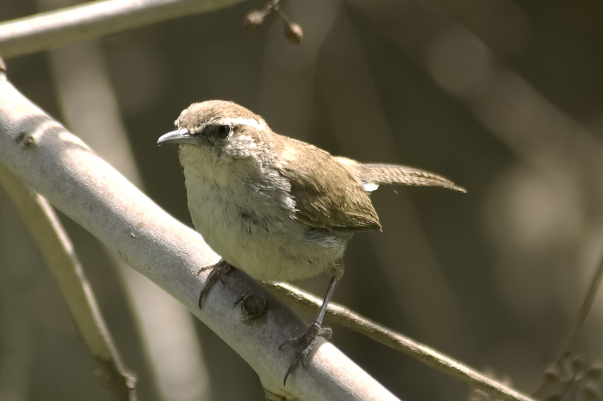 Длиннохвостый крапивник - ML647613486