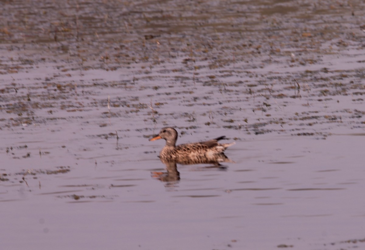 赤膀鴨 - ML647613527