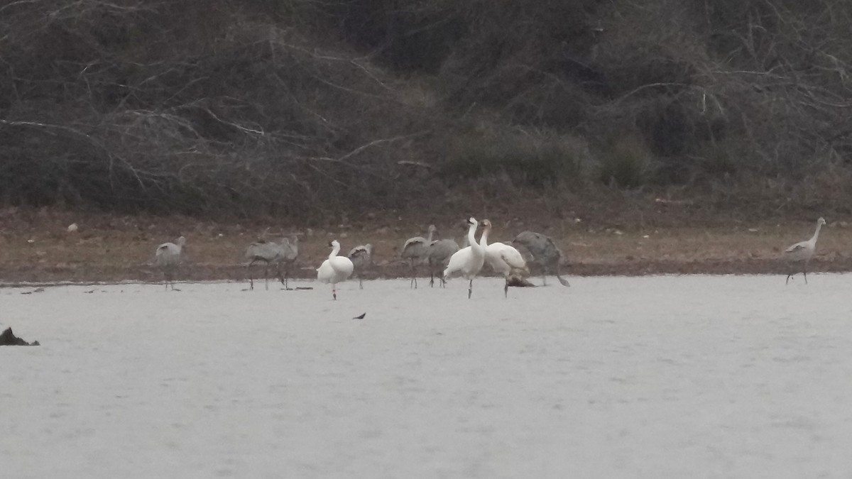 jeřáb americký - ML647613545