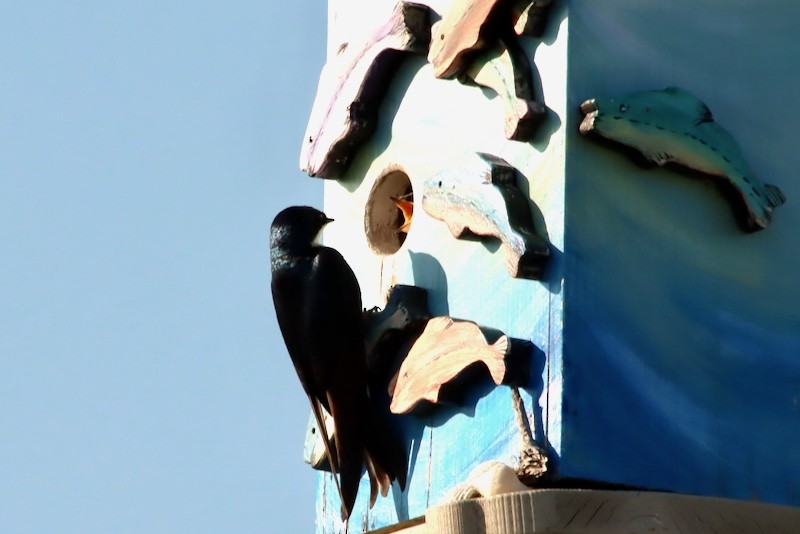 Tree Swallow - ML647613546