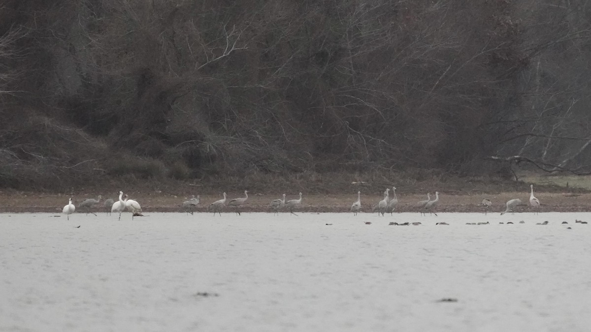 jeřáb americký - ML647613547