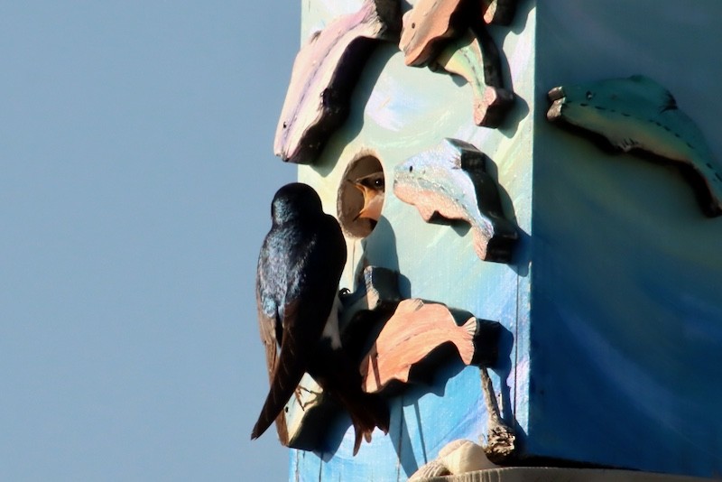 Tree Swallow - ML647613548