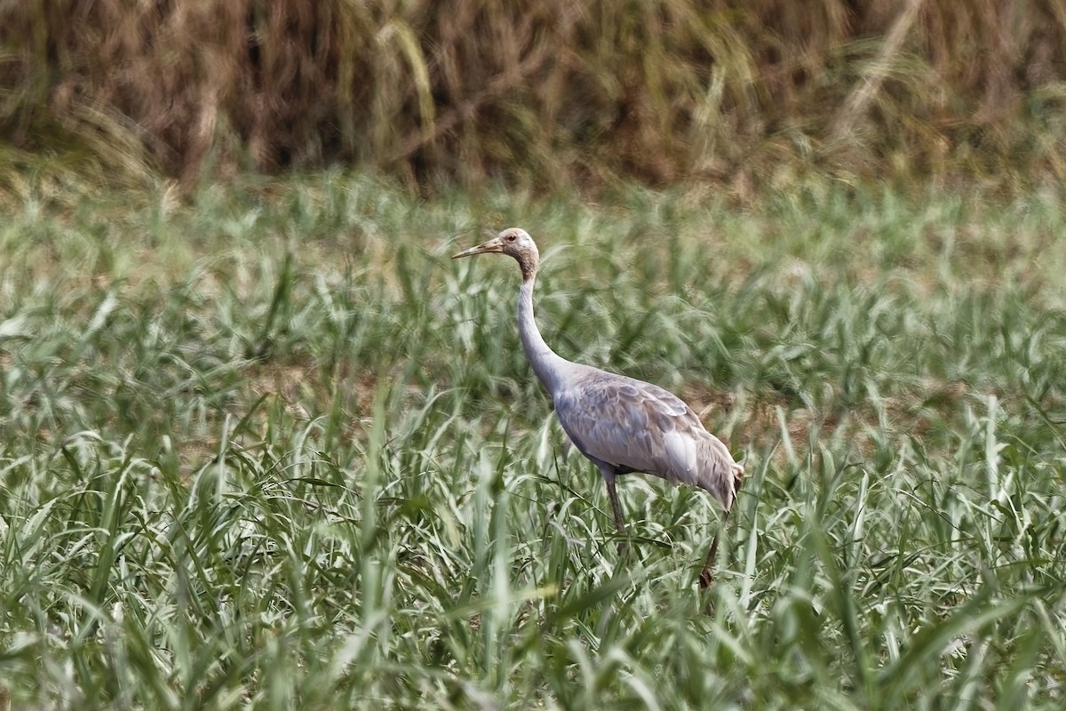 Sarus Crane - ML647613555
