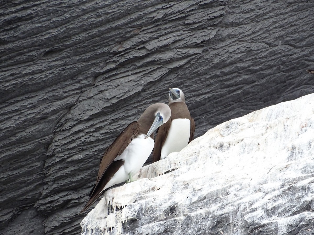 Cocos Booby - ML647613569