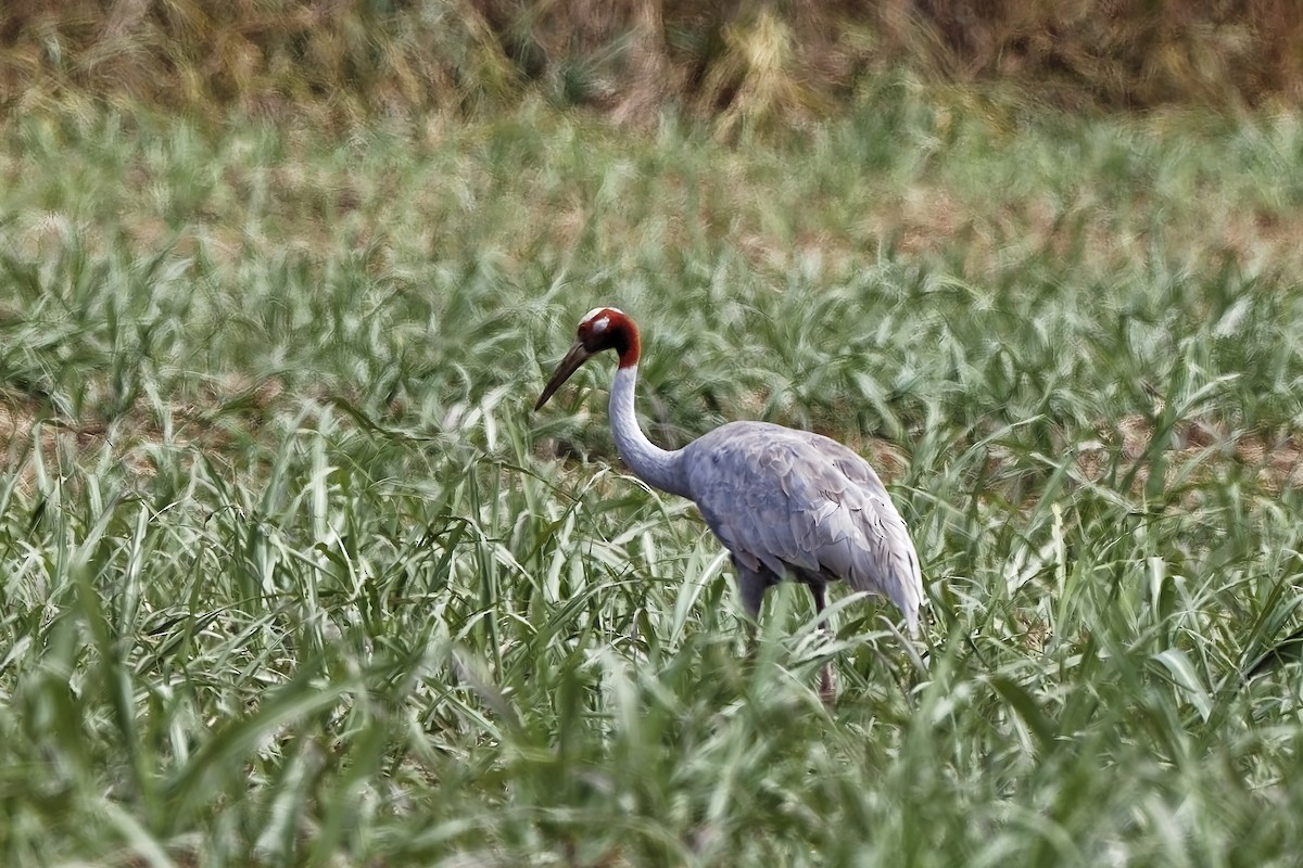 Sarus Crane - ML647613572
