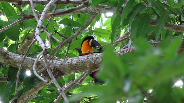 Channel-billed Toucan - ML647613610