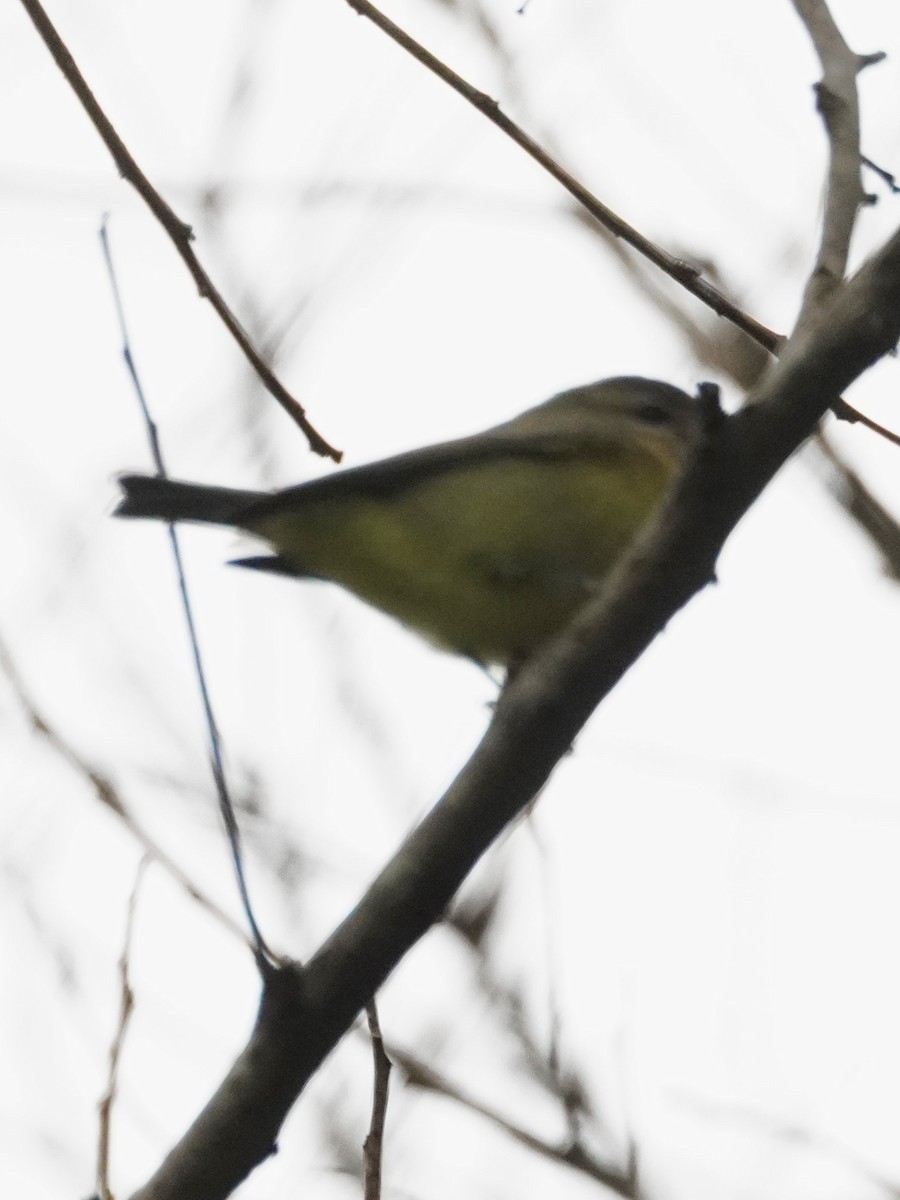 Bireo filadelfiarra - ML647613616