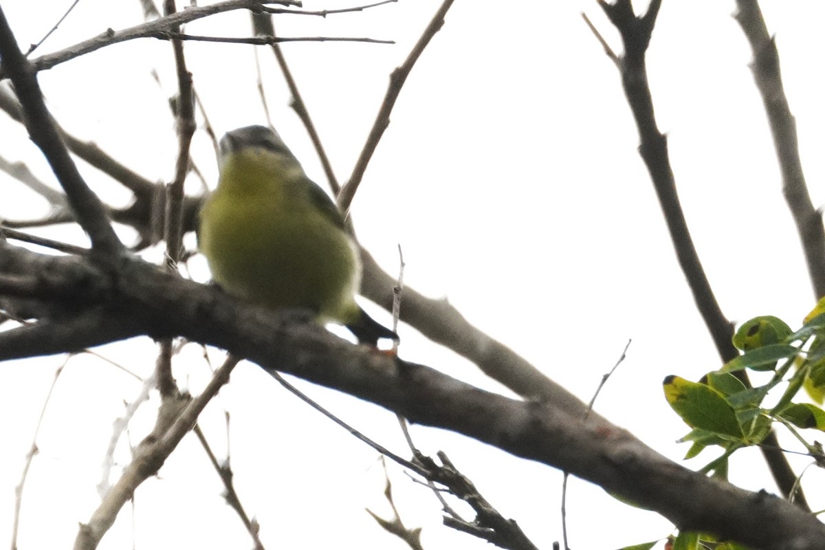 Bireo filadelfiarra - ML647613620