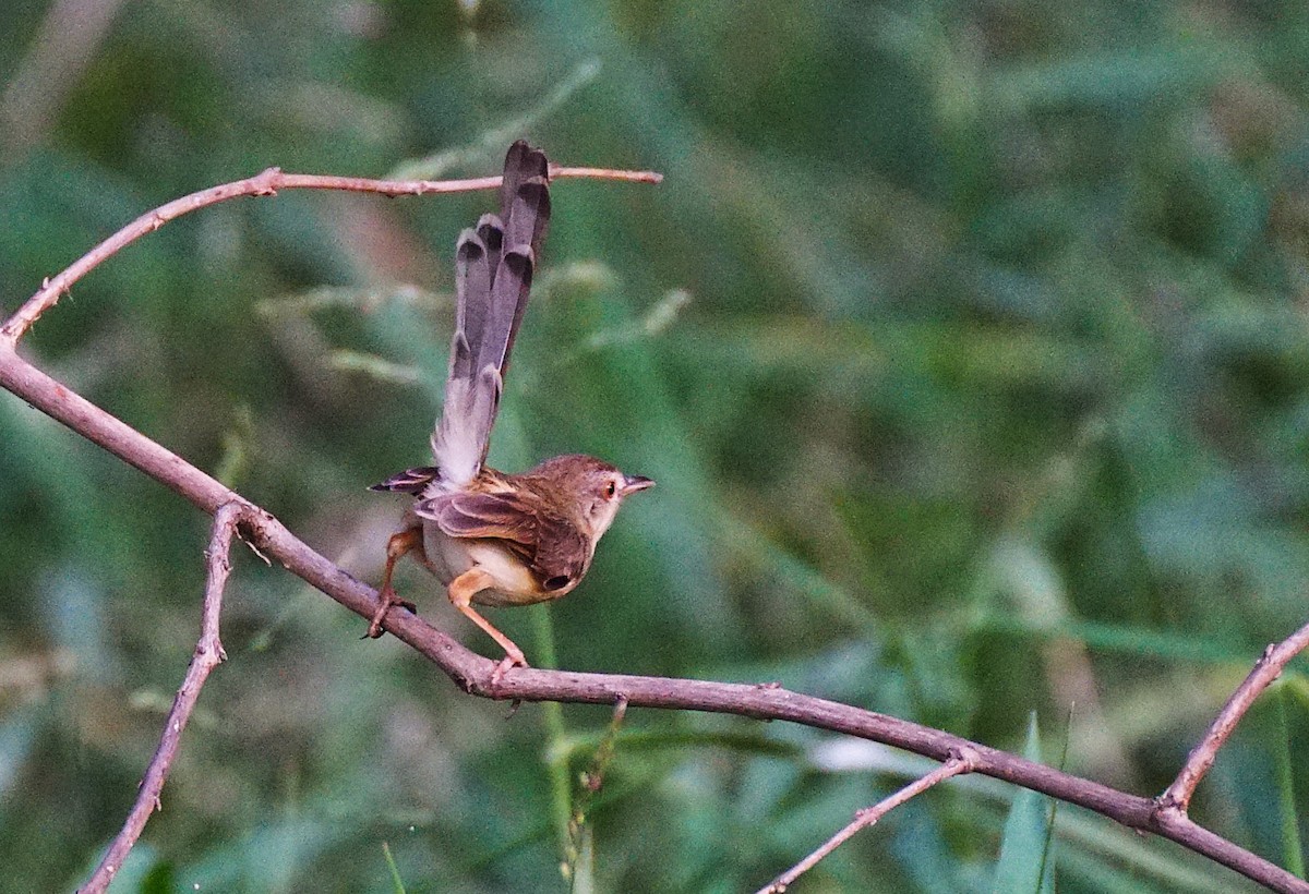 Prinia Sencilla - ML647613631