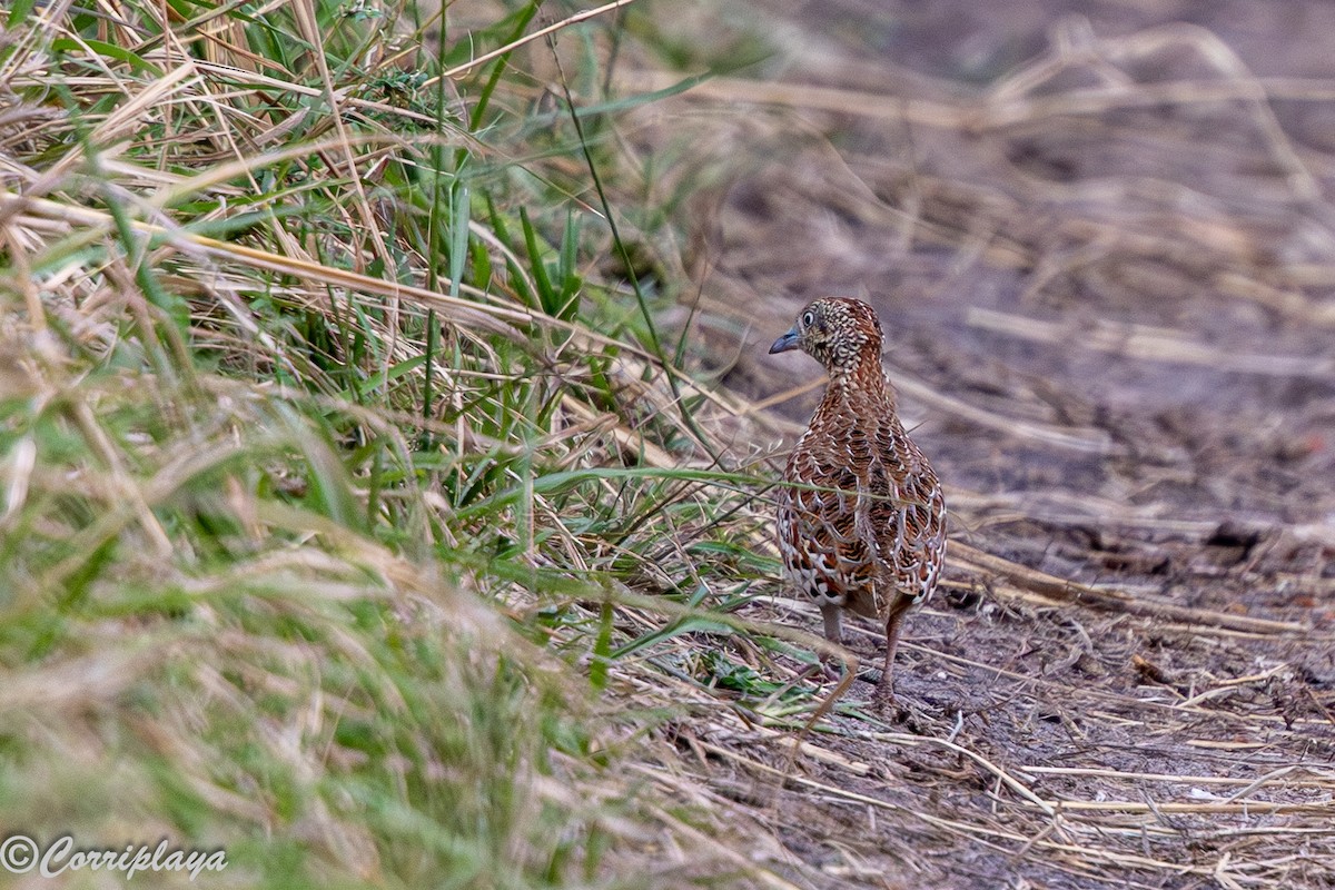 Laufhühnchen - ML647613640