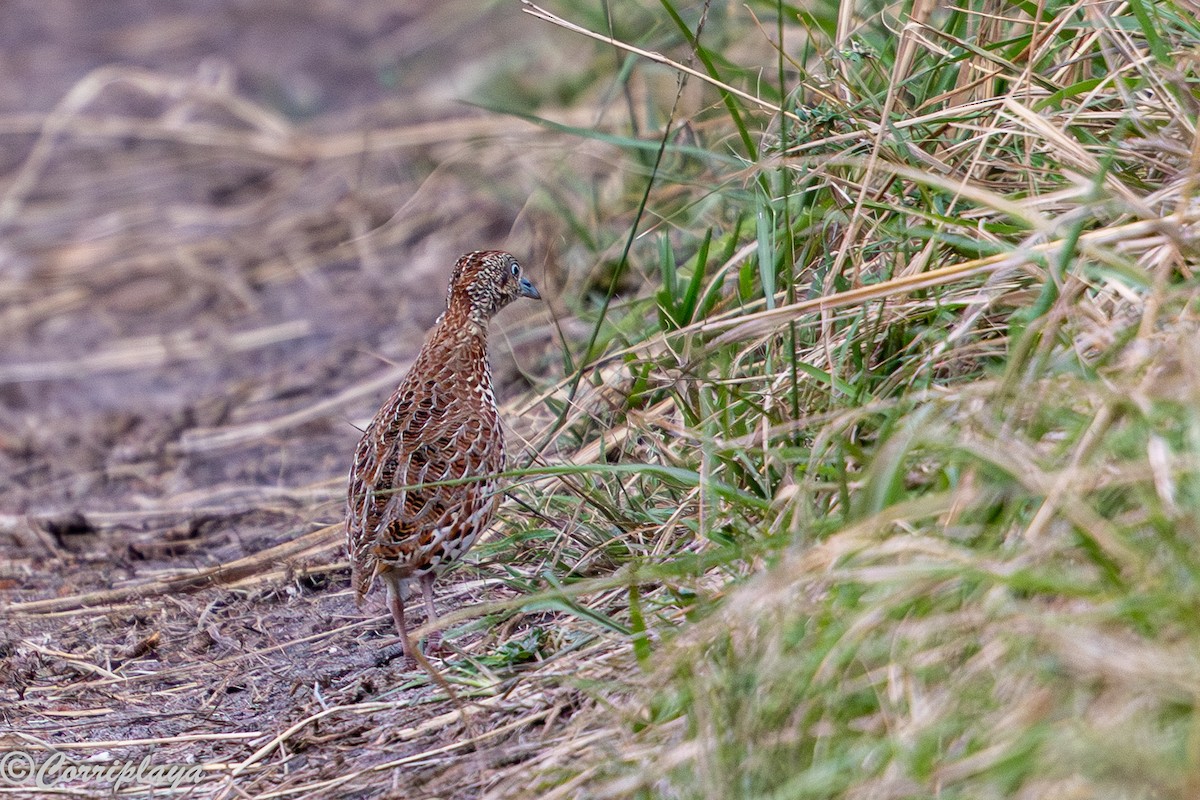 Laufhühnchen - ML647613641