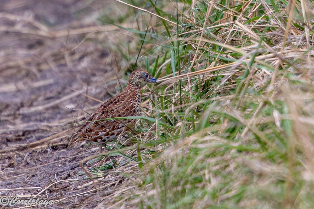 Laufhühnchen - ML647613642