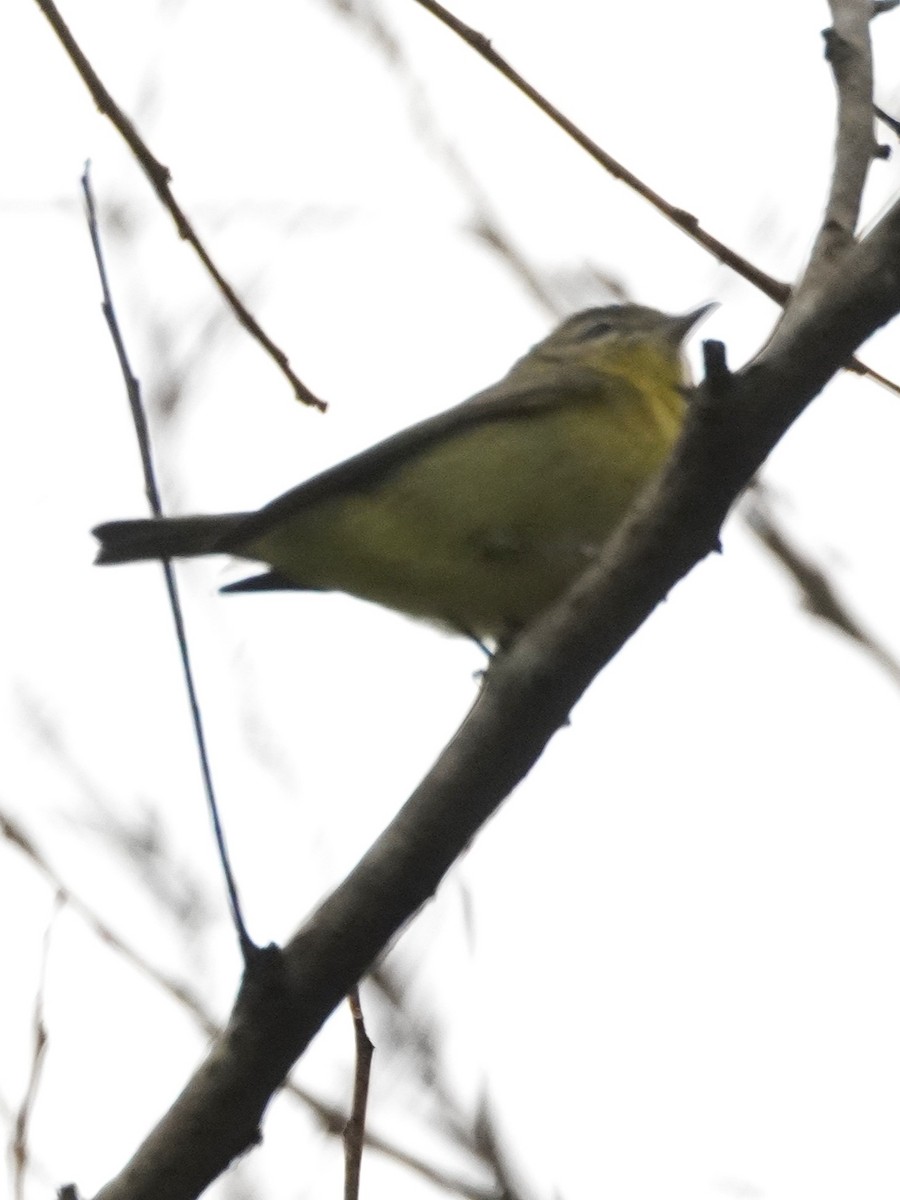 Bireo filadelfiarra - ML647613656