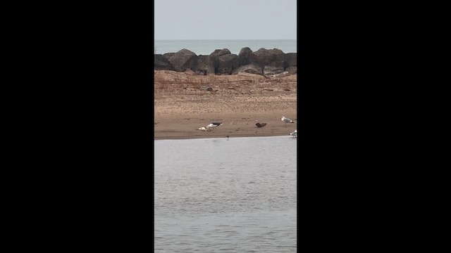 Great Black-backed Gull - ML647613659