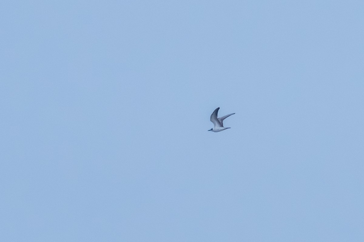 Bridled Tern - ML647613687