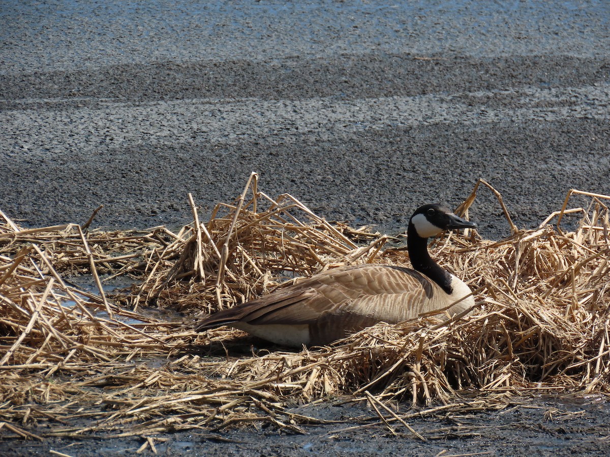 Kanadagans - ML647613688