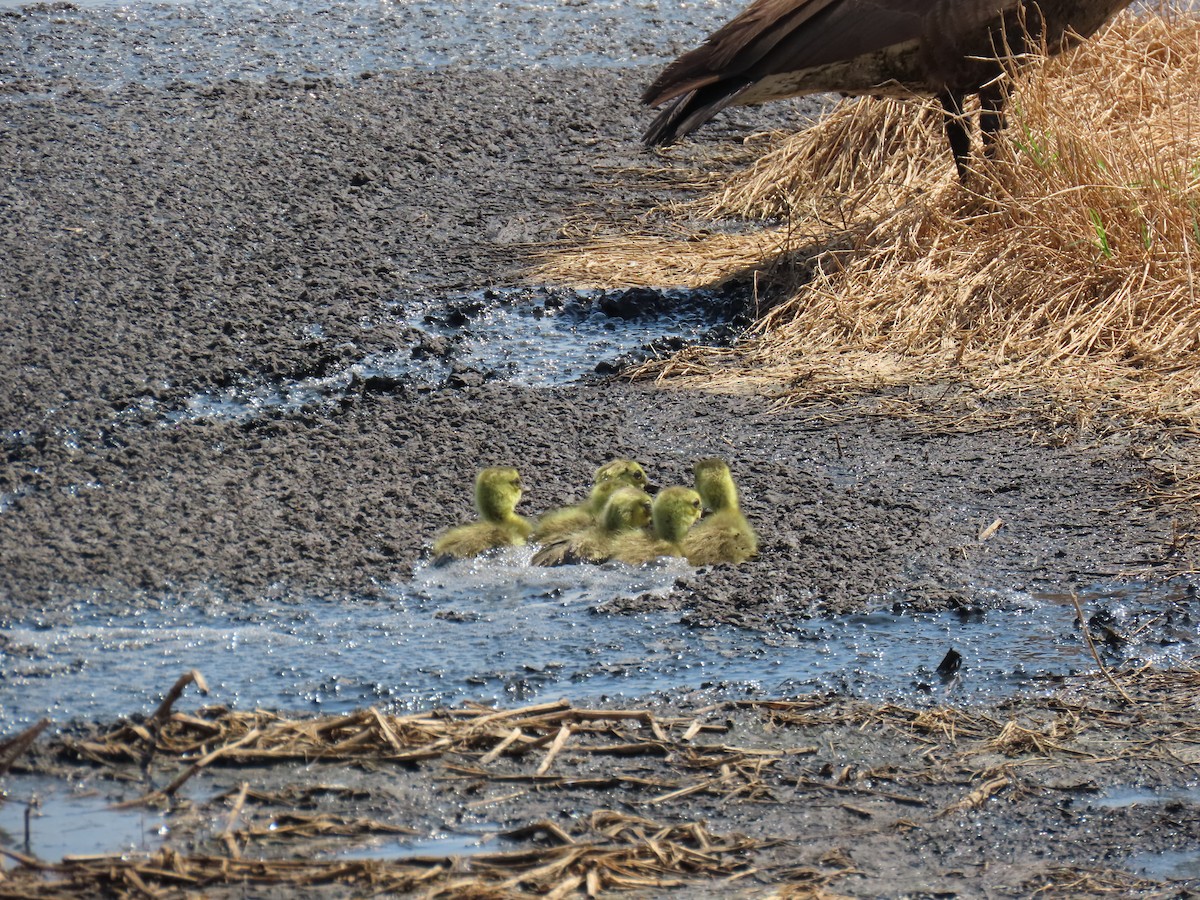 Kanadagans - ML647613689