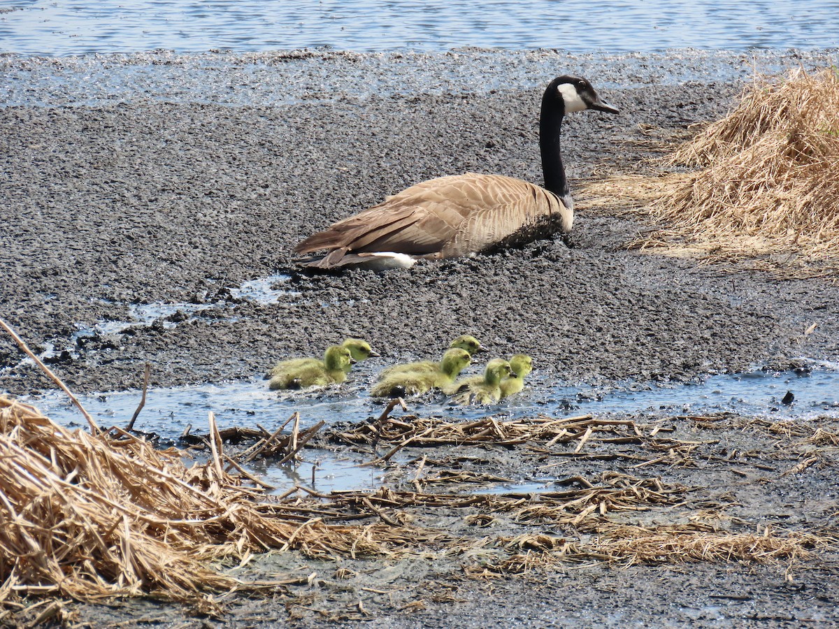 Kanadagans - ML647613690